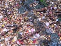8 lean to to the state boundry_00016.JPG